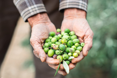 Uluslararası 2. Urla Zeytin ve Sanat Festivali başlıyor